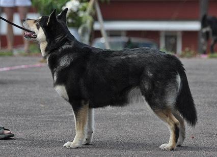 RUNKO Suhteellisen vankka, mutta ei raskas. Säkä on selvä, muttei ylikorostunut. Antikliinipiste on usein selvästi erottuva, eikä sitä tule tulkita notkoseläksi.