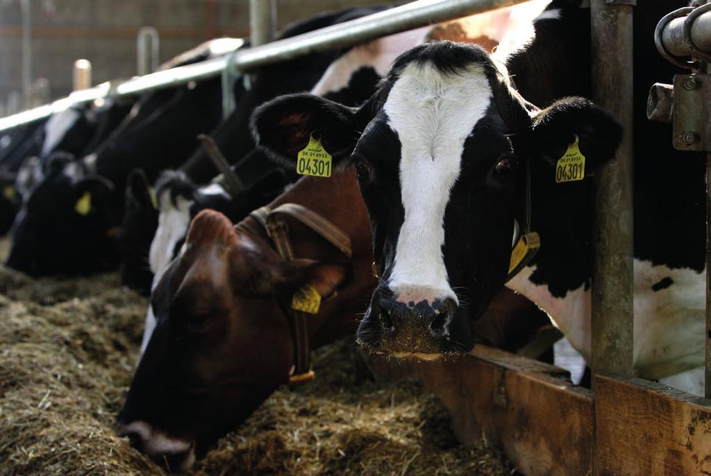 Erilaiset maitohappobakteerit kasvavat erilaisissa olosuhteissa tuottaen erilaisia käymistuotteita.