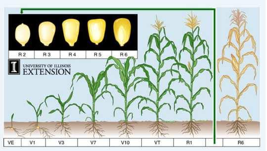 Kasvuasteet Maissin kasvuvaiheet ja keskimääräisen kasvuajan (120 vuorokautta) vaativan lajikkeen