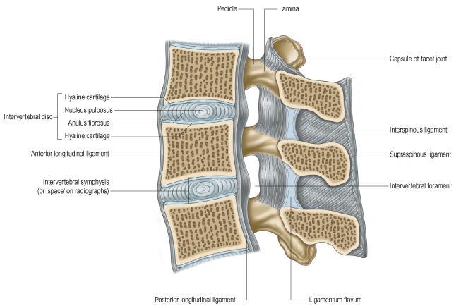 15 Kuva 4. Selkärangan ligamentteja (Gray 2005, 756) Selkäydinkanava ulottuu foramen magnumista hiatus sacralikseen ja se noudattaa nikamien linjoja.