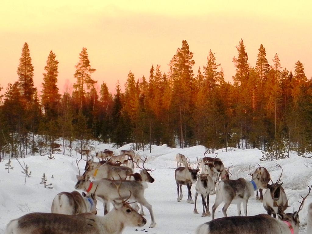 PORUTAKU HANKE Poron lisäruokinnan,