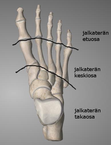 10 4.2 Jalkaterän keskeisimmät luiset rakenteet Jalkaterä koostuu 26 luusta ja kahdesta jänneluusta.