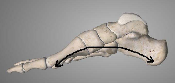 16 Kuvio 7. Jalkaterän mediaalinen pitkittäiskaari. Muokattu lähteestä 3D4Medical Essential Anatomy 5. Kuva uudelleenjulkaistu 3D4Medicalin luvalla.
