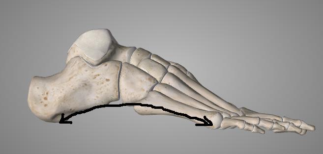 18 Kuvio 8. Jalkaterän lateraalinen pitkittäiskaari. Muokattu lähteestä 3D4Medical Essential Anatomy 5. Kuva uudelleenjulkaistu 3D4Medicalin luvalla.