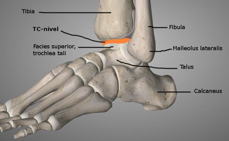 21 Kuvio 11. Subtalaarinivelen nivelpinnat superiorisesti. Muokattu lähteestä 3D4Medical Essential Anatomy 5. Kuva uudelleenjulkaistu 3D4Medicalin luvalla.