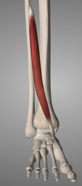 dorsaalifleksio ja alemman nilkkanivelen eversio dialis fibulae, membrana interrossea cruris) Sääriluun ulkonivelnasta, pohjeluun etureuna, säären luuvälikalvo (condylus lateralis tibia, margo