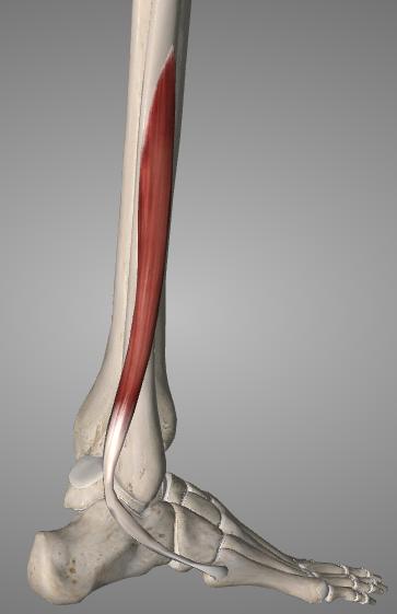 extensor hallucis brevis) Jalkaterän pikkulihakset (instrinsic-lihakset) II-IV varpaiden ekstensio