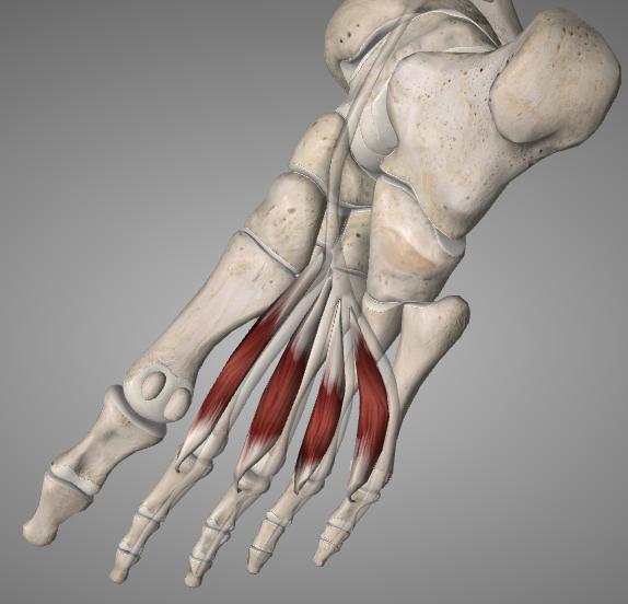 lateralis plantaris) Abductor hallucis brevis, Flexor digitorum brevis, abductor digiti minimi Toinen kerros Jalan käämilihakset (mm.