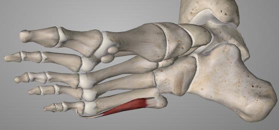 jalkapohjahermo (n. plantaris lateralis) Ulompi jalkapohjahermo (n. plantaris lateralis) Flexor hallucis brevis, Adductor hallucis, Flexor digiti minimi brevis Jalanselän luuvälilihakset (mm.