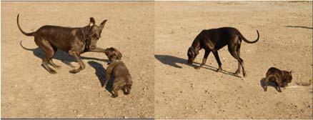 Ihmiset vuorovaikutus Ihmiset ei vuorovaikutusta Koirat vuorovaikutus Koirat ei vuorovaikutusta Kujala MV, Kujala J, Carlson S, Hari R (2012) Dog Experts' Brains Distinguish