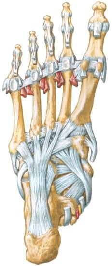 spring-ligamentti = Ligamentum calcaneonaviculare plantare Kantaluun sustentakulum Os naviculare Talus, tali on uloke, joka tukee veneluu telaluu Os cuneiforme I talusta mediaalisivulta.