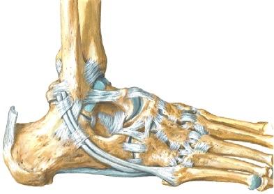 Aponeurosis plantaris pingottuu kantaluun ja varpaiden välille. Se kiristyy askeleen ponnistusvaiheessa ja varpaiden extensiossa, jolloin pitkittäiset jalkaholvit jäykistyvät.