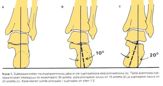 Akillesjänne jää akselin mediaalipuolelle, joten sen Calcaneus Peltokallio: Urheiluvammat Talus Subtalaarinivelen neutraaliasento Subtalaarinivel Subtalaarinivel Eversion liikelaajuus on noin 10