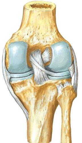 Ne vaurioituvat usein ja niiden vaurioista saattaa hoitamattomana seurata pysyvä haitta. Tractus iliotibialis M. biceps Polven tukirakenteita edestä Retinaculum patellae Lig.