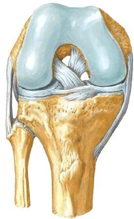 Lisäksi sivuille säteilevä retinaculum patellae pitää patellaa paikallaan ja tukee niveltä etuosan sivuilta.