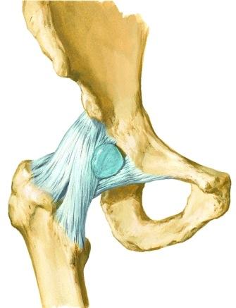 pubofemorale Fossa Caput ossis Lig. capitis Facies lunata Labrum Lig. transversum Lonkkamalja on syvä acetabulum, jossa on C-kirjaimen muotoinen nivelpinta, facies lunata.