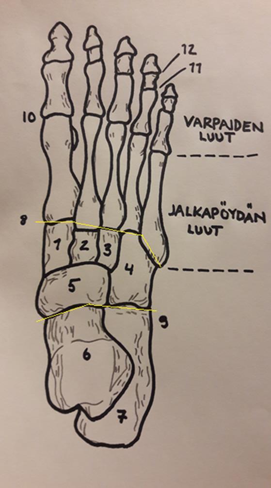 9 Anatomisesti jalkaterä käsittää jalkapöydän luut (metatarsals), varpaiden luut (phalanges), veneluun (os naviculare), telaluun (talus), kolme vaajaluuta (cuneiforms), kuutioluun (os cupoideum) ja