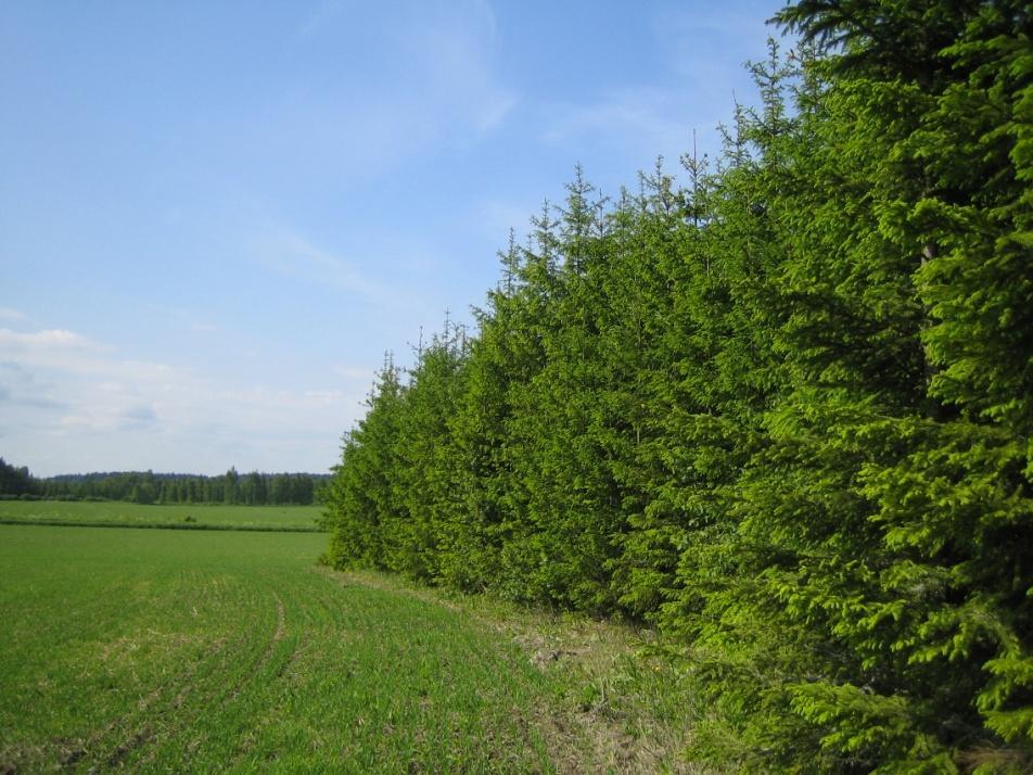 pluspuun E 5535 jälkeläistöstä valittu myöhään