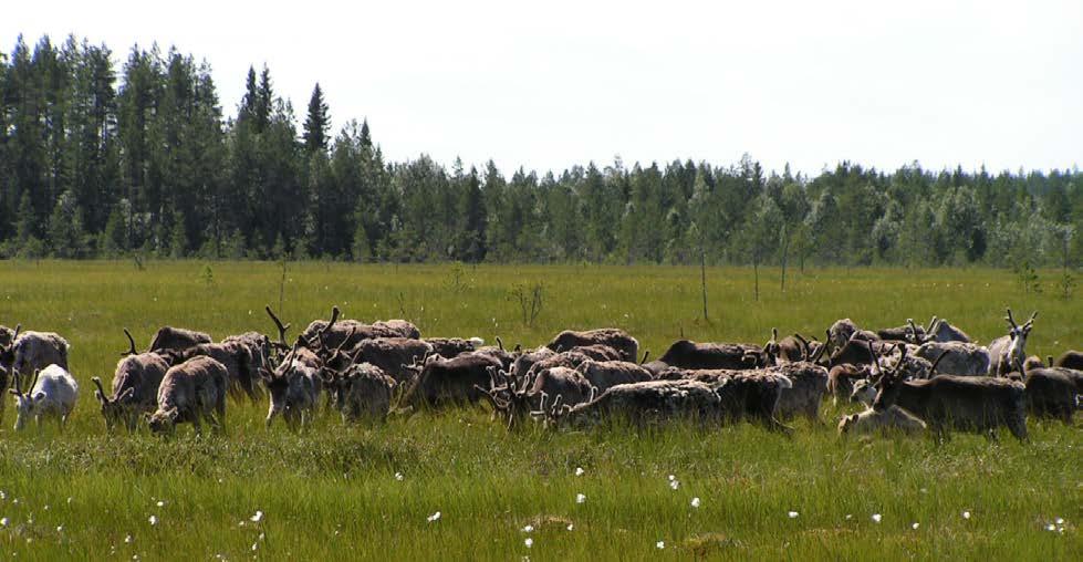 Soilla laiduntavia poroja ei tarvitse ruokkia, paimentaa eikä tarhata, sillä ne pysyvät poissa pelloilta ja asutusten läheisyydestä.