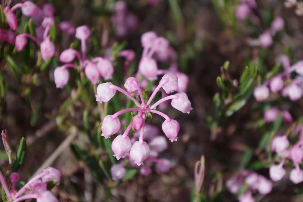 42 VASTUULLISELLA SOIDEN KÄYTÖLLÄ TUNNETUKSI KOSTEIKKOMAAKUNNAKSI turve- kuin kivennäismailla. Kasvavilla tiloilla lisäpellon tarve on suuri, ja pellon ostaminen tai vuokraaminen on kallista.