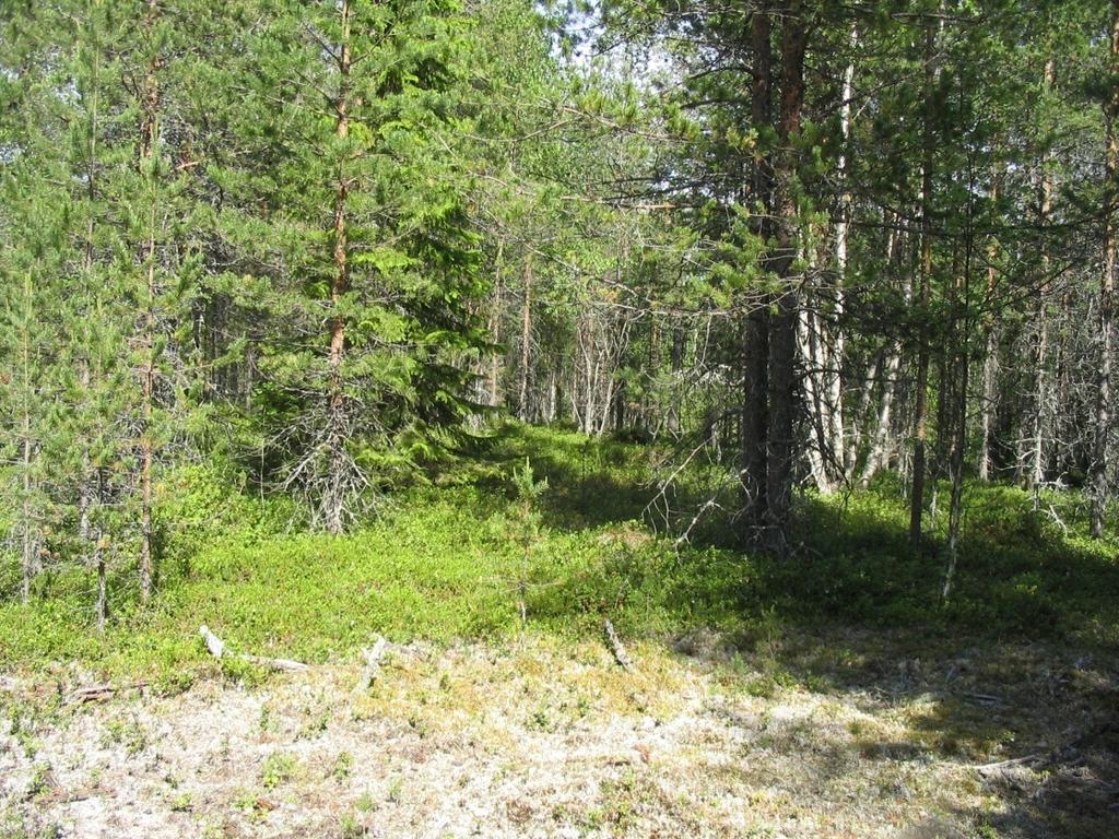 Koillisesta. Kuva Katja Vuoristo. DG722:2. Aaltokangas.