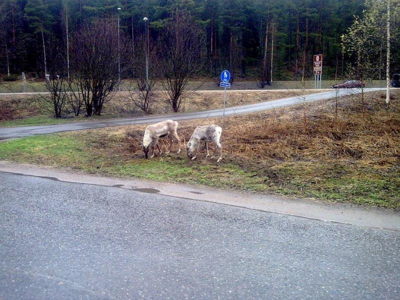 esimerkiksi työpaikkojen säilymisen kautta. Matkailun turvallisuuden kehittäminen tukee ympäröivän yhteiskunnan turvallisuutta.