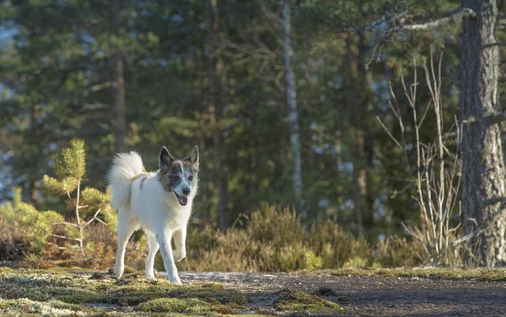 Lihaisaa täysravintoa maist uvassa muodossa Koska koirat eivät kaipaa ravinnokseen mitään turhaa,