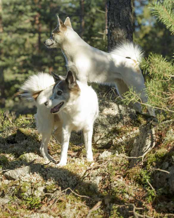 Breeder Chicken Imettäville ja tiineille nartuille 55 % lihaa, 35 % tuoretta kanaa ja kalaa Runsaasti korkealaatuista proteiinia tukemaan emon hyvinvointia ja pentujen kehittymistä Kasvaneeseen