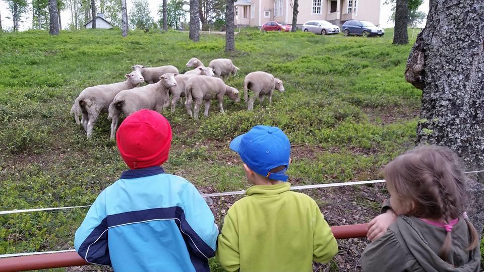 maisematekona 2015 Palkinnon perusteena: monien toimijoiden tiivis yhteistyö yhteisen