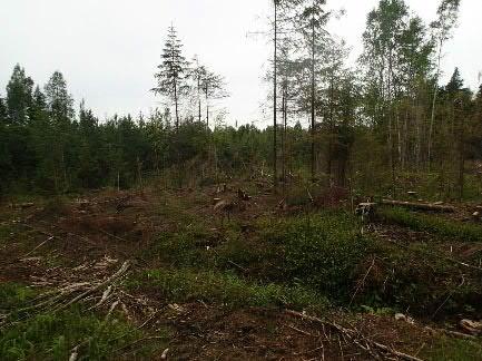 tyyppi: Ajoitus: (uusi kohde) Kiinteä muinaisjäännös Tervahauta (tar pit and remains of a tar hut stove)