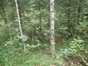 Sen takana näkyy avoimempaa valoisaa metsää.