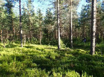 Kuvattu kaakkoon KURIKKA 2 EFRAIMINPALO Mjtunnus: (uusi kohde) Rauh.lk: 2 Laji: Mj.