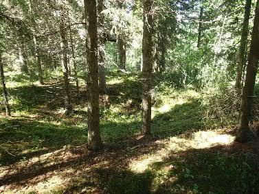 9 KURIKKA 3 KRAKIPUSKANMÄKI Mjtunnus: (uusi kohde) Rauh.