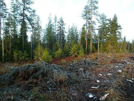 Alueen metsäteiden varret luonnollisesti katsottiin. Suunnitellut turbiinipaikat tarkastettiin maastossa täysin kattavasti.