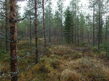 maastoa Käkelänkallion
