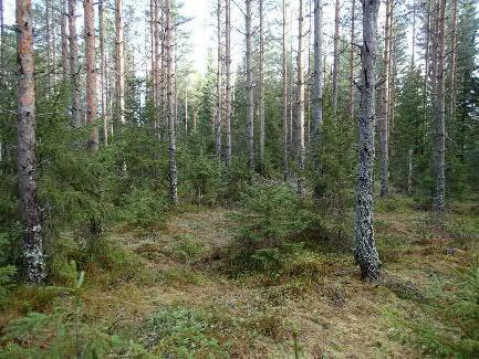Saunakankaan