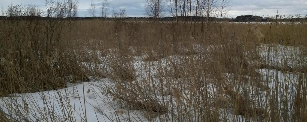 Haasteena olosuhteet Ruovikoiden jäätymistä hidastavat mätänevästä karikkeesta tuleva lämpöenergia ja