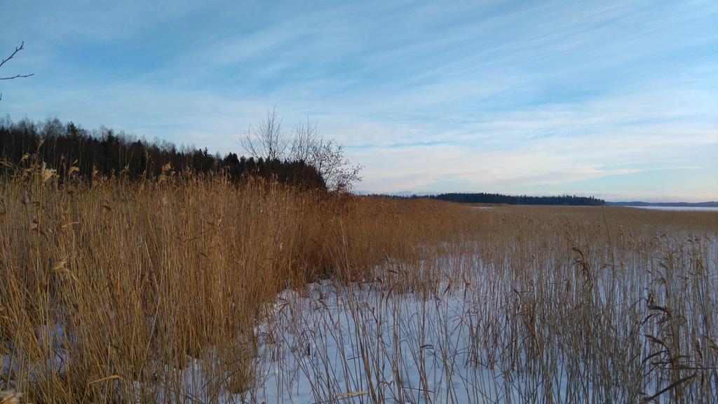 Vesijärvellä tyypillinen