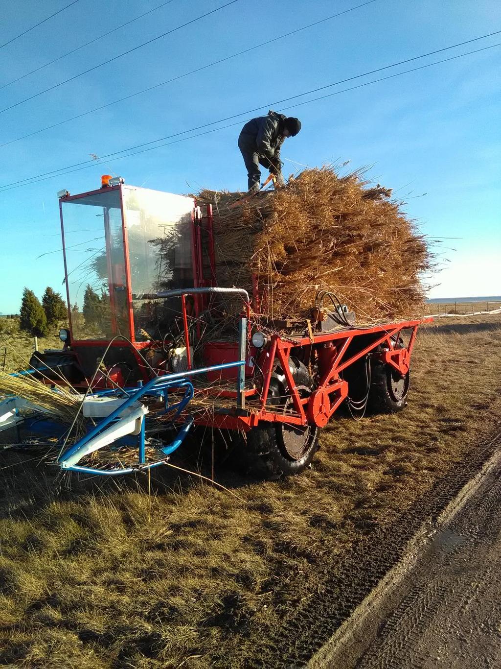 Talviniittovälineistöä Siim Sooster Reedfly oy, Viro Ruokoleikkuupuimuri