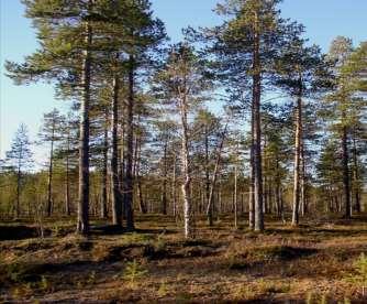 Puun muisti luonnon ja ilmaston historiankirjana Puuta voi luonnehtia historiankirjaksi, josta sen elinvaiheet, vallinnut ilmasto ja monet ympäristön tapahtumat ovat tietyin edellytyksin luettavissa