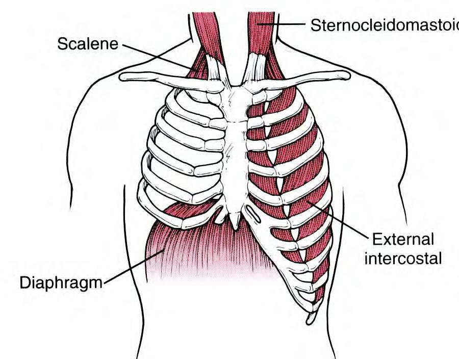 2. HENGITYSLIHAKSET Sisäänhengityslihakset: 1) pallea (75% rintakehän laajenemisesta) 2) ulommat kylkivälilihakset