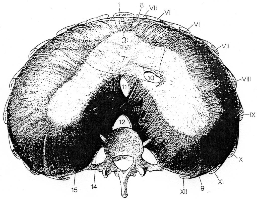 PALLEA