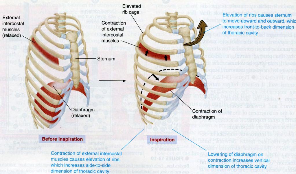 Sisäänhengityksessä rintakehä laajenee kolmeen suuntaan Rintalastan liikkuminen ylös ja ulos laajentaa rintakehää etu takasuunnassa Ulompien