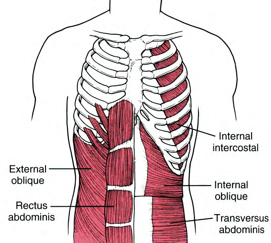 HENGITYSLIHAKSET Uloshengityslihakset: ei primaarisia UH lihaksia käytetään aktiivisessa uloshengityksessä esim.
