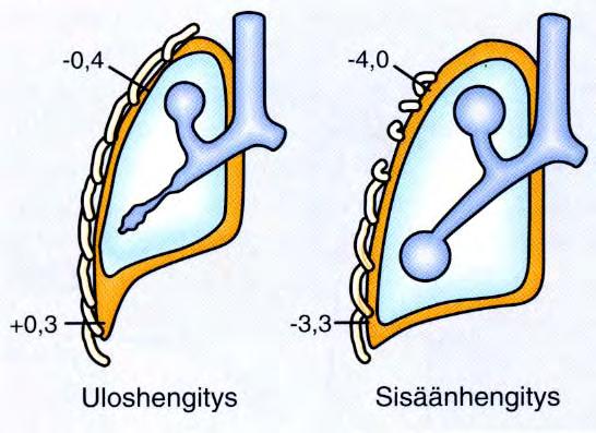 Transpulmonaalipaine ilmaistu