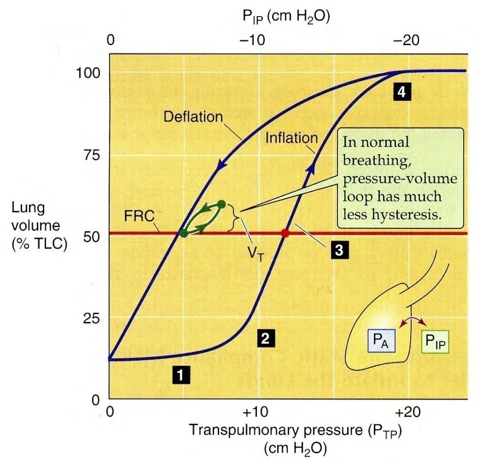 Pintajännitys muodostaa suurimman vastuksen keuhkojen täyttymiselle ei pintajännitystä pintajännitys (Kuvaa lihastyötä)