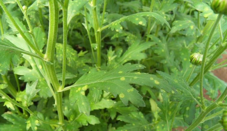 Krysanteemin valkoruoste (Puccinia horiana) Irene Vänninen.