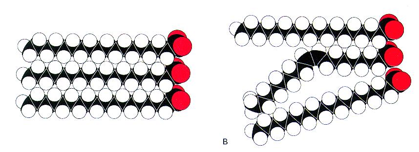 Lipidimolekyylien pyörintä ja sivuliike tasossa on hyvin nopeaa (jopa 10 000 000 paikanvaihtoa/s) B) nestemäisyys.