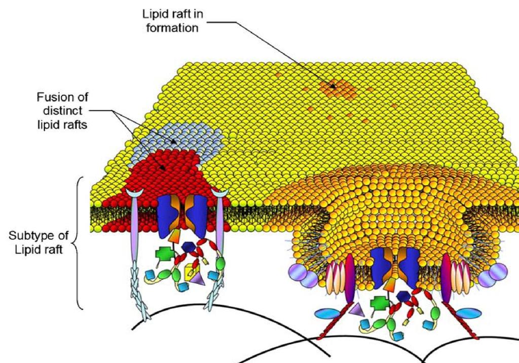 Ikonen E (1997) Nature 387, 569-572 Maguy A et al (2006) Cardiovasc Res 69, 798-807 Uudet näkemykset (yhteenveto) Vaihtoehdot: Kullakin