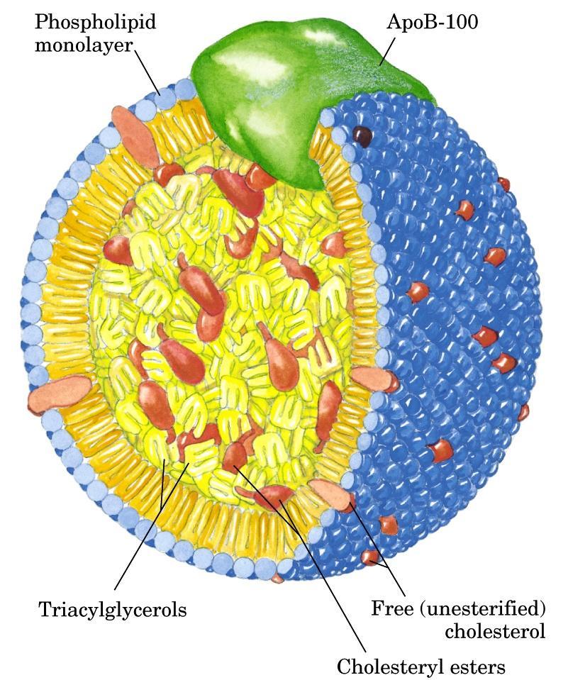 Lipoproteiinit vastaavat rasvojen